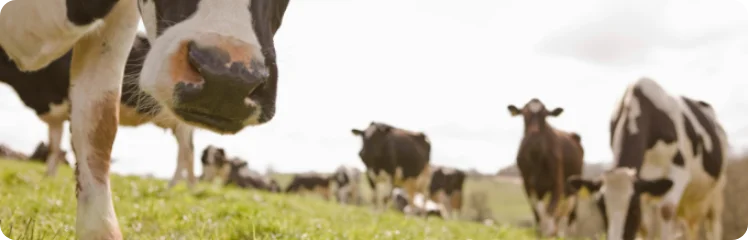 agricultivo